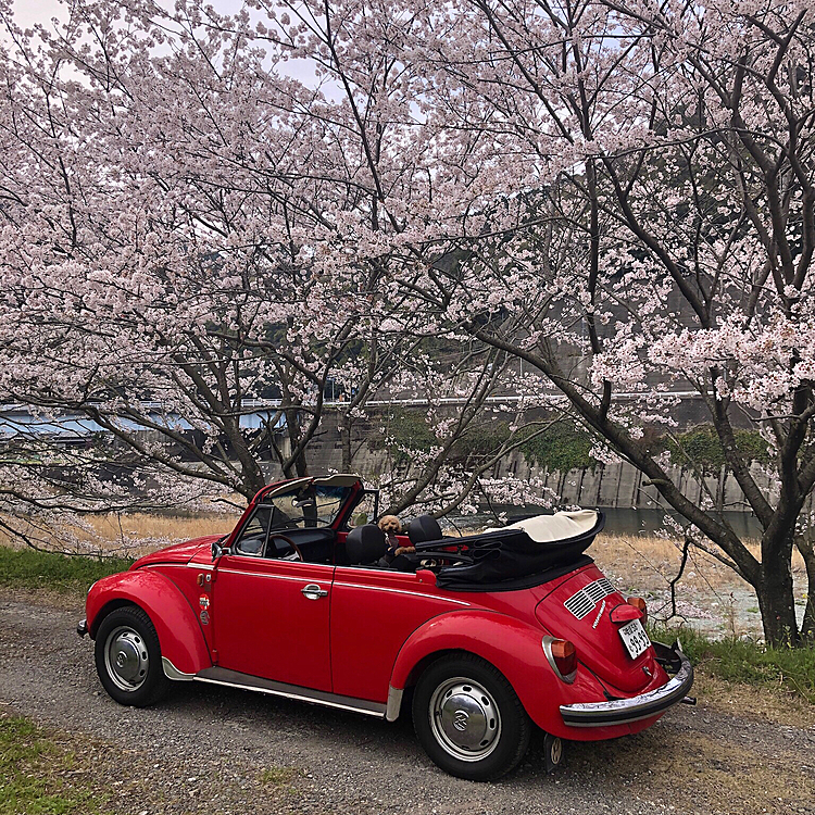 昨日の午後　マルとドライブ　近所パトロール