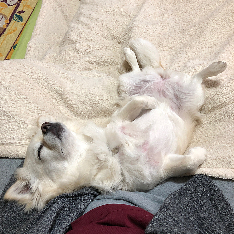 まぁまぁな距離をゆっくり歩いて
ご覧のとおり☝️かなり疲れたらしいです🤣