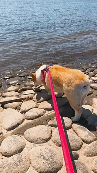 水には興味なし🤣
海では元気なのに🌀