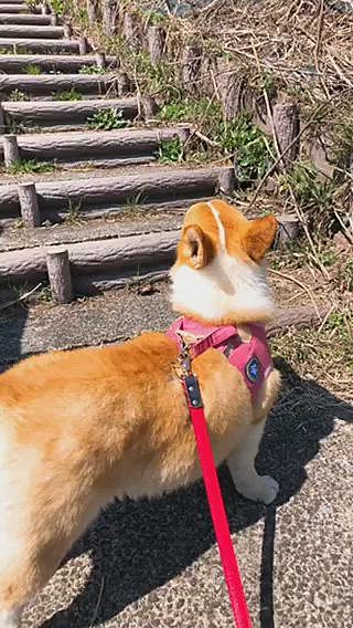 帰りは階段登りますよ〜😃
勢いよくて羨ましい😃