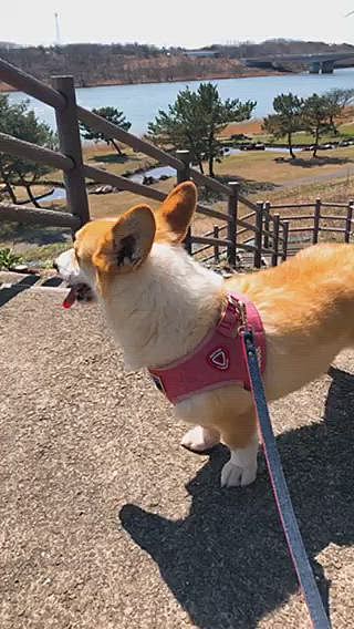 登りきって満足😃
帰りも獣道帰りましたよー😃
元気が1番ね😃