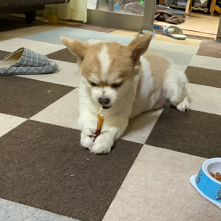 おやつにつられてオヤジにカットしてもらったやまとさん
がっつき中
よく頑張りました😁

