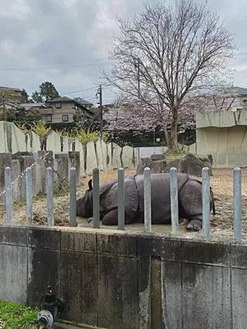 帰宅後はのんびり過ごしてハッピーには少しお留守番して貰い動物園へ🙏
家からすぐの動物園は🐶🆖
なのでハッピーをお迎えしてからこの5年間は行っていません🐻🦒🦛
夏はナイトzoo、秋は隣接する植物園で紅葉のライトアップ🍁をしていますが今年初めて宵の八重桜が開催🌸
動物園は17時には閉園なので植物園に移動して日が暮れるのを寒い中1時間ほど待ちました🥶
雨もパラついて来たので18時半には撤収💦
年パス買ったからこれからはたまに行かなきゃ☺️
その時はお留守番宜しくね🐶