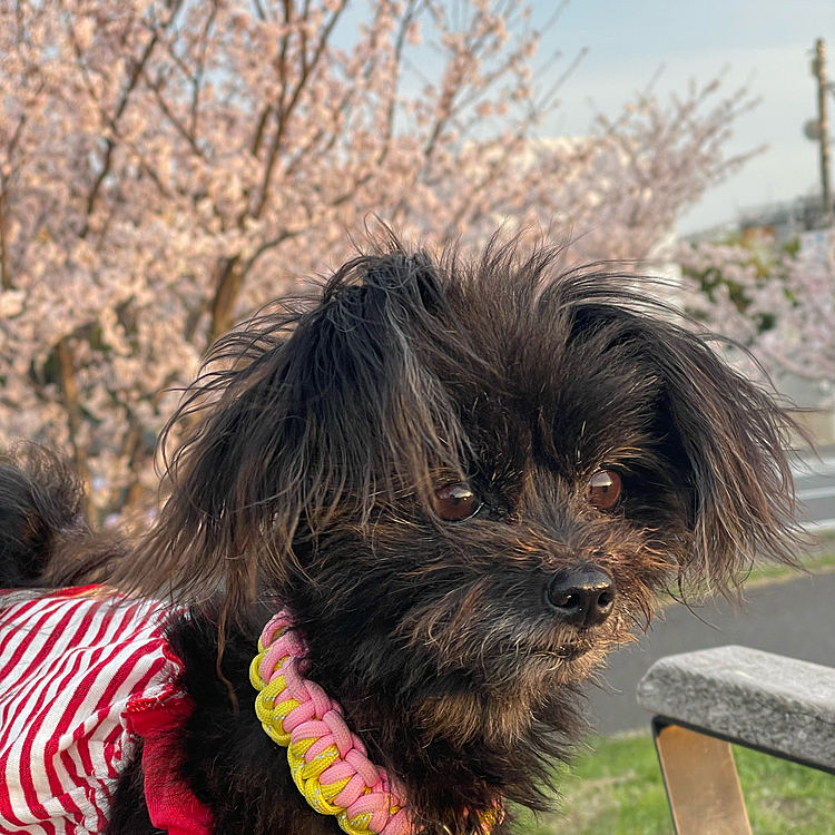 撮影方法がわかりました。
昨日やっと桜とハピさんが綺麗に撮れました👍