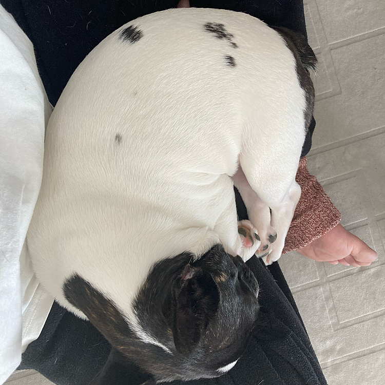 あぐらかくと乗って来がち☺️
おんちゃん重くなったね🐷
