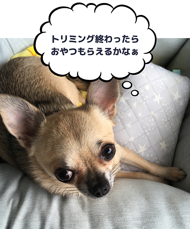 こんにちは😃
今日はpocoのトリミングの予約が取れたので車で1時間程のサロンまで行って来ました🚗🎶