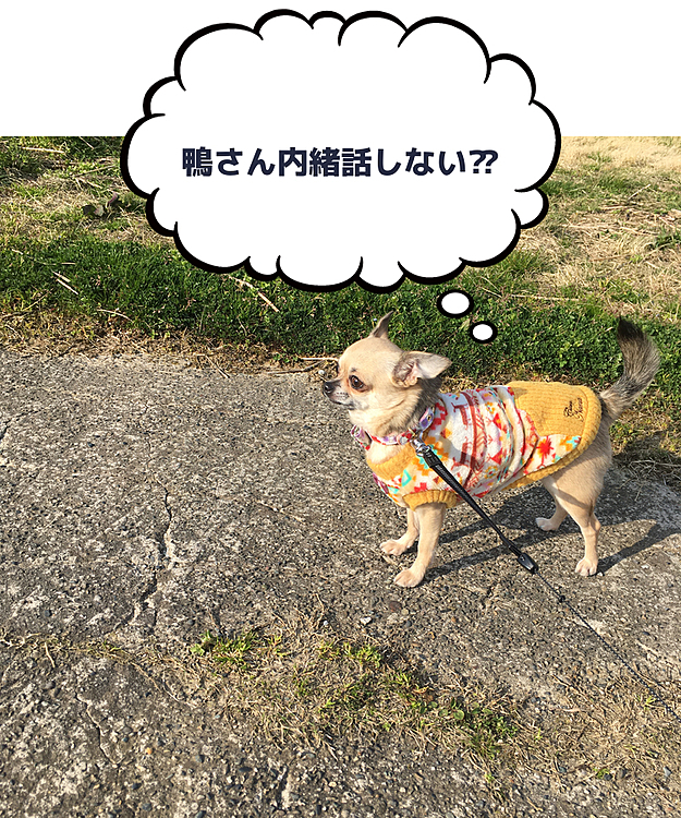 帰りは河川敷で散歩して帰りましたよ😊川で鴨🦆さんが2匹気持ち良さそうに泳いでました☺️