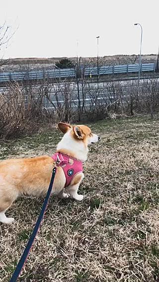 獣道ではないけど、夕陽見えるかな〜😃
時間早いから見えず💦
でも車には興味津々😃
まある、車好きだもんね😃