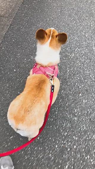 近所のお散歩の時は歩く速さがゆっくり🌀
なぜじゃ🤣飽きたか?🤣