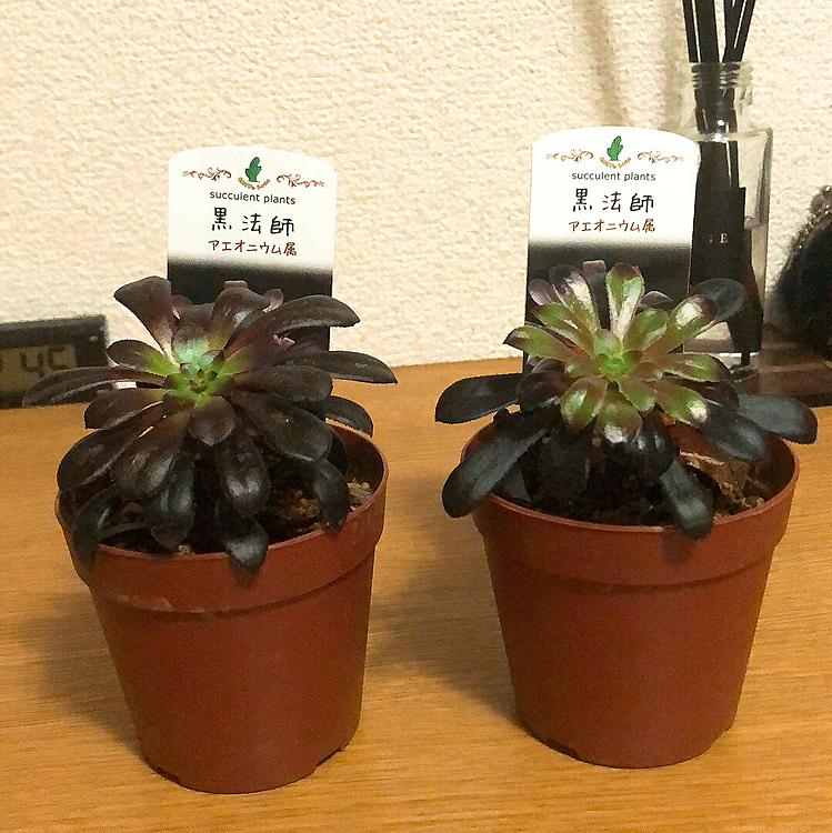 今日、ホームセンターでまた買ってしまいました🤣
これの大きいのが前に見て一目惚れ😃
まだあったら、買おうと思って😃
でも、小さいのが売ってたんで198円だったので買ったよ🤣2つも😃
育てるのも楽しいね❤️
大きくなれよ😃🪴