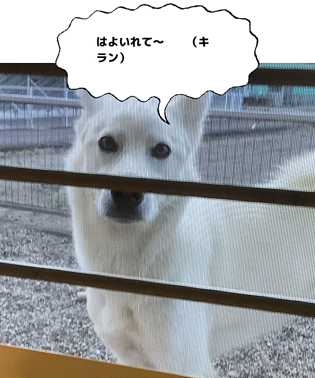ちーぽやの投稿