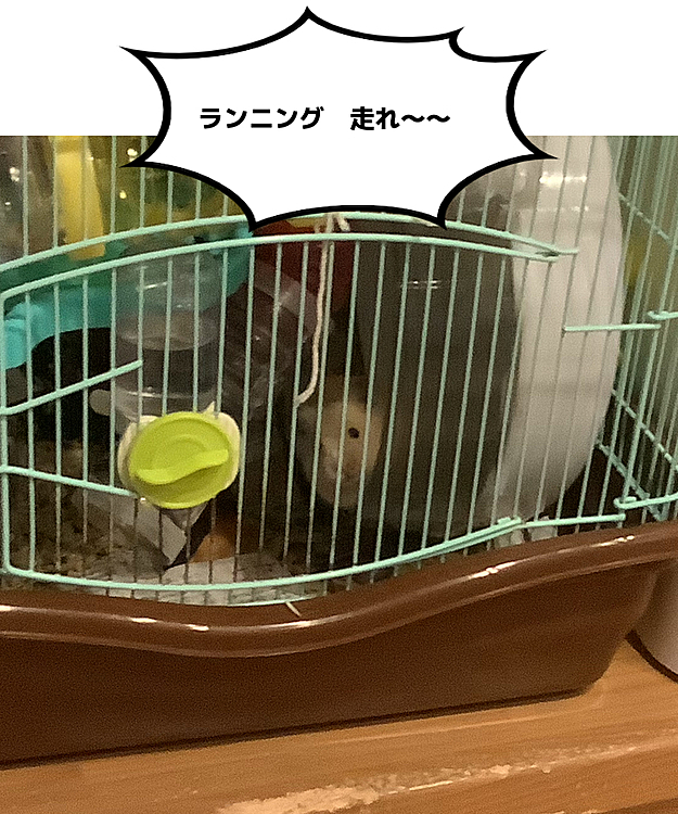 ちーぽやの投稿