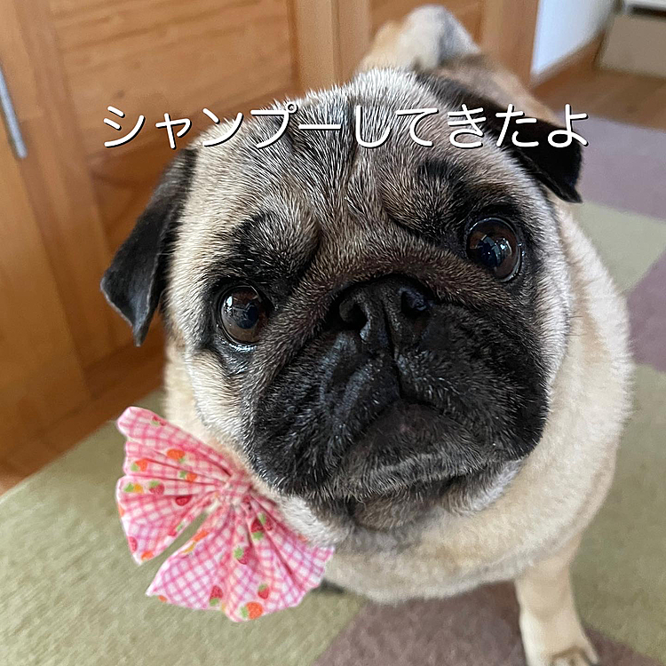 トリマーさんシャンプー行ってきました🐶
いい香り☺️