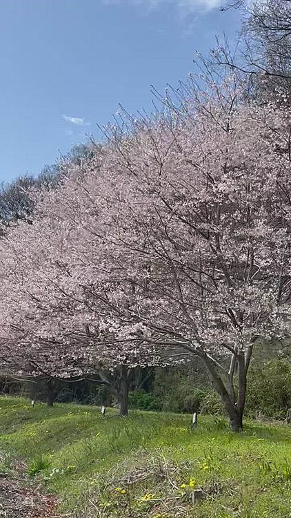 途中廻り道して地元の千本桜へ