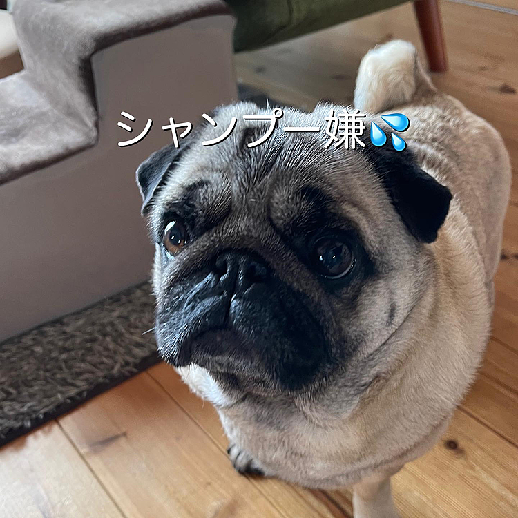 クレートを持ち出したとうちゃんに嫌な気配‥