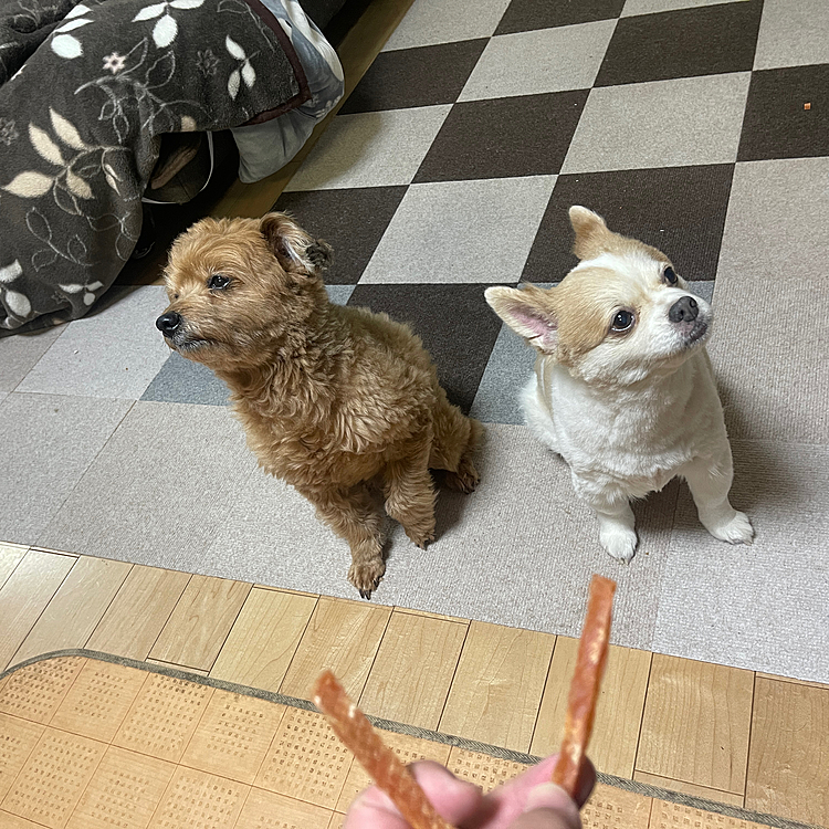 何が気に入らんのか、おやつ無視する2人😰
