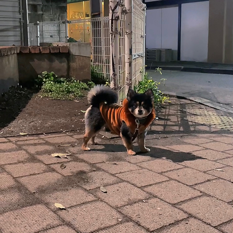 豆柴風 ライオン🦁🐾

でも名前はとら🤣

犬種はポメ×チワ、、、、

何者なのかわからぬ生き物🤣

