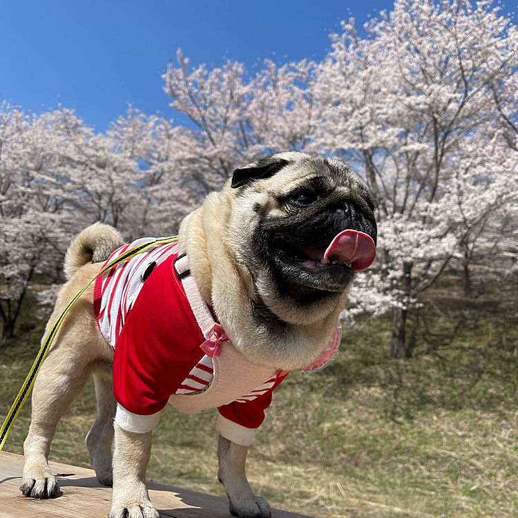 🚗で40分、東秩父へお花見ドライブ🌸
