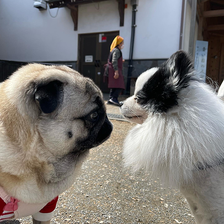 ランチで寄った和紙の里ではライオンカット🦁のレオくんとご挨拶😊