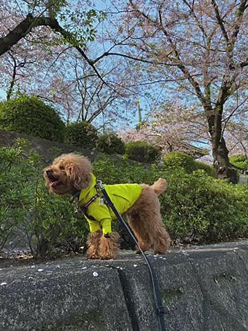 水曜日はお寺の桜🌸
中には入れないので外周をぶらり🐾
こちらは随分散りかけていました💦
