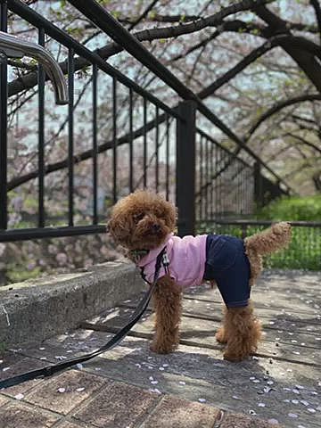 今日はまたまた自転車漕いで川沿いの桜を見に行きました🚲

でも葉桜が目立っていました💦

近くの美味しいパン屋さんでクリームパンを買って桜の下で食べました😋
パン屋さんにはDog Parkingの表記とリードフックがありました👍
菜の花と散りゆく花びらを眺めながらボーっと過ごすこの時間は贅沢です🌸🌼

鯉を見ていたら突然跳ねてビビるハッピー😂
ほんと逃げ足が速いね💨💨
