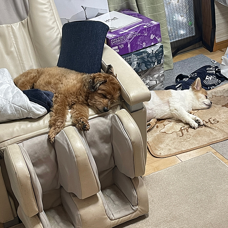 仲良く昼寝
おんなじポーズ😁