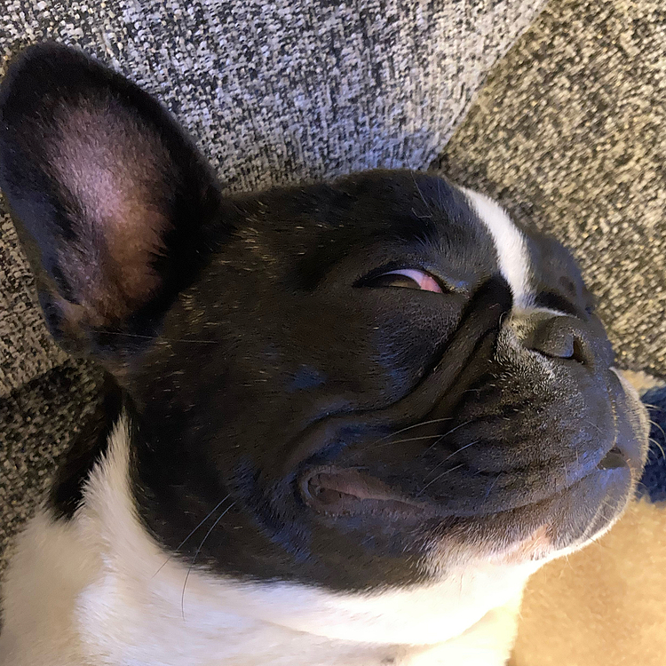 こんな顔で寝ておりました💤