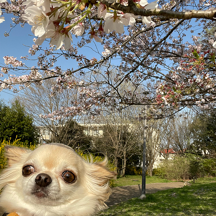 2022.3.8(金)
こんばんは⭐️
桜の花もだいぶ散ってしまいました🌸
いつもの公園で桜とくうを撮ってみましたが私の背が低く背伸びをしましたが限界でした😅