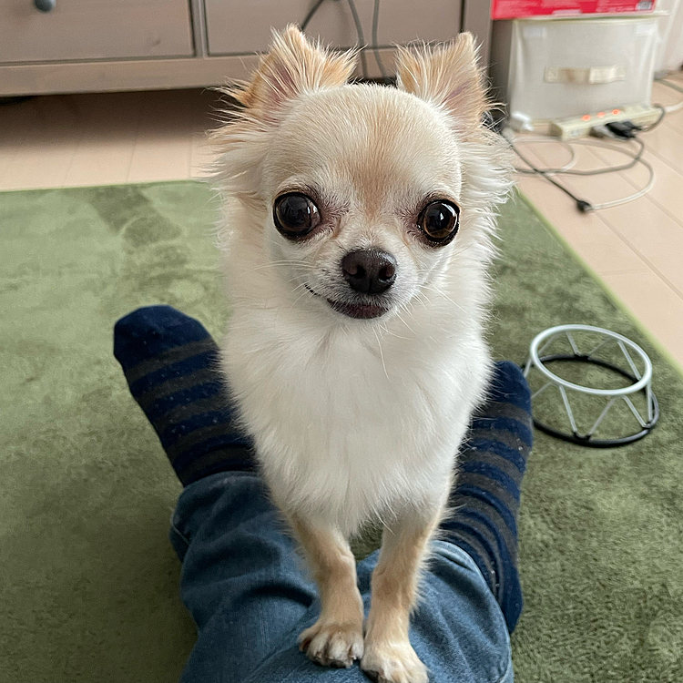 帰ったきて疲れた〜と座ったら早速、オヤツのアピールです🐶
頑張って歩いたのでいつもより多く食べました😊