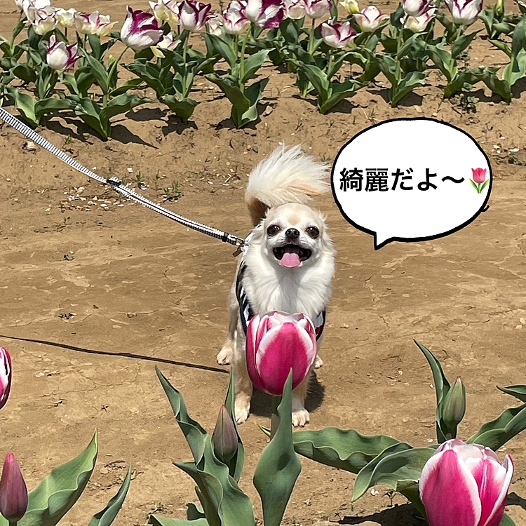 2022.4.9(土)
こんばんは⭐️
今日は、佐倉チューリップフェスタ🌷に行ってきました😊
お天気も良くたくさんの人やワンちゃん🐶がいました😊