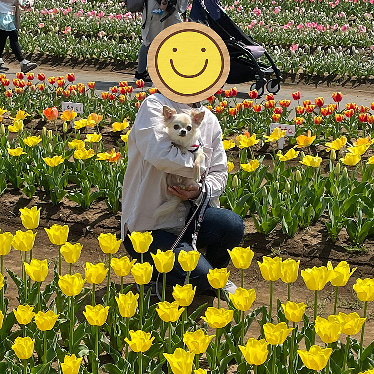 カラフルで色々な種類のチューリップが咲いていました🌷✨