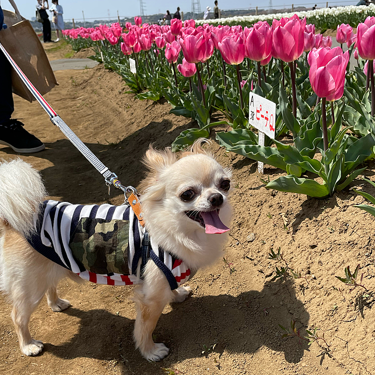 興味津々で歩き回りました🐶
暑くてハァハァしちゃいます😅