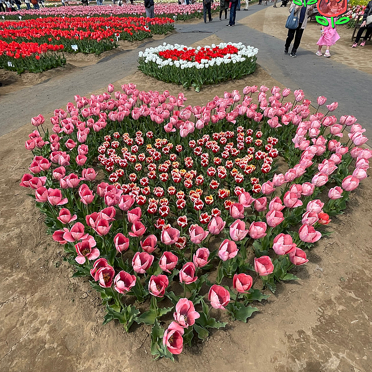 チューリップでハートになっていました♥️
綺麗で可愛いかったです🌷✨
