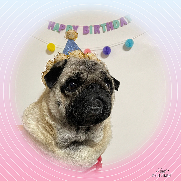 4月9日🌸ししまる6歳のお誕生日です🎂
尿石症＆ヘルニアはありますが、元気な食いしん坊に育ちました😊