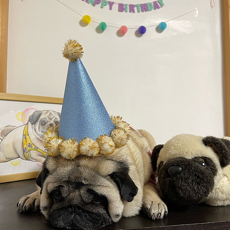 先住のぬいぐるみ🐶こたろうと誕生日写真🎉