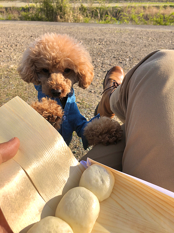 自分のフードを食べた後は、飼主の昨日いただいた甘酒饅頭を狙ってきます。
