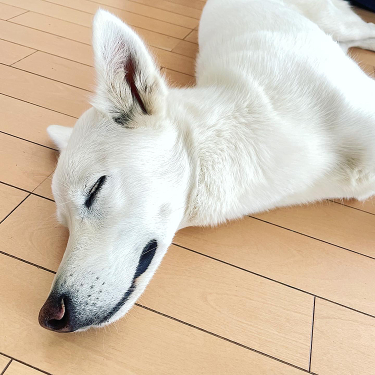 ふむ。気持ちよさそうでヨキ🙆‍♀️