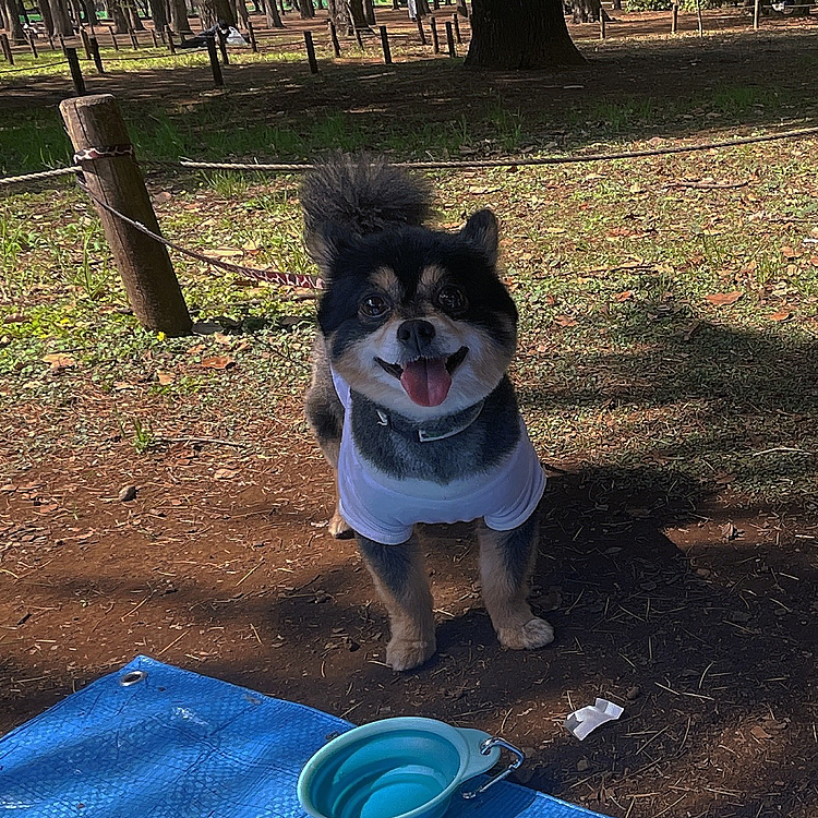 職場の方々と、その子供たち、犬×3
と代々木公園でお花見🌸🌸

の予定が桜が無く、、、笑

普通にピクニックしてきました😂🙏笑

とらくんいい笑顔☺️

