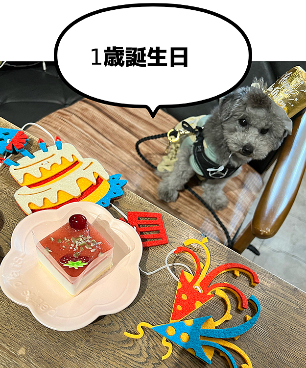今日で1歳になったワン🐶

#犬の誕生日
#犬のバースデーケーキ
#田園調布
#DecosDogcafe
#ドックカフェ
#犬のお祝い
#犬のお祝いケーキ