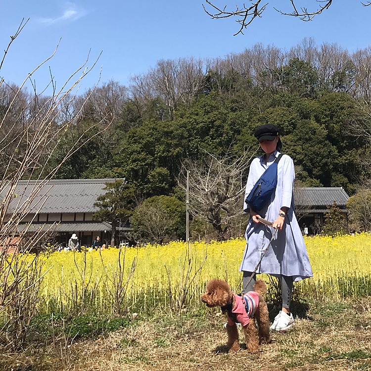 今日はポカポカお出掛け日和でしたね🎶

岐阜県清流里山公園に菜の花を見に行き、間もなくお誕生日の義母にプレゼントを渡しに行きました🎁

菜の花の黄色は気分が上がりますね🌼