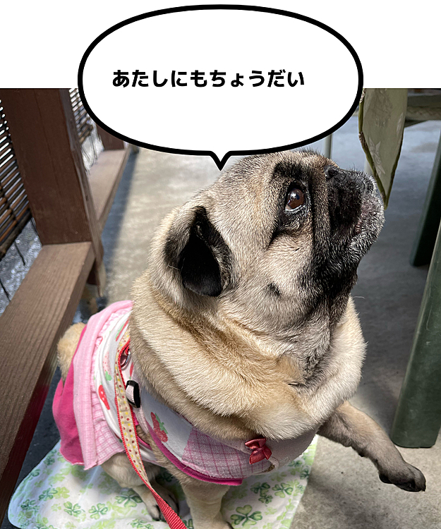 とうちゃんお休みのランチ🍛
ししまるも一緒にテラスランチです🐶