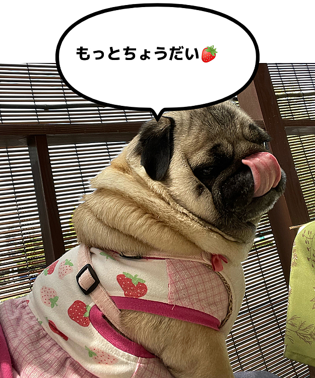 🍓をちょびっとおすそ分け