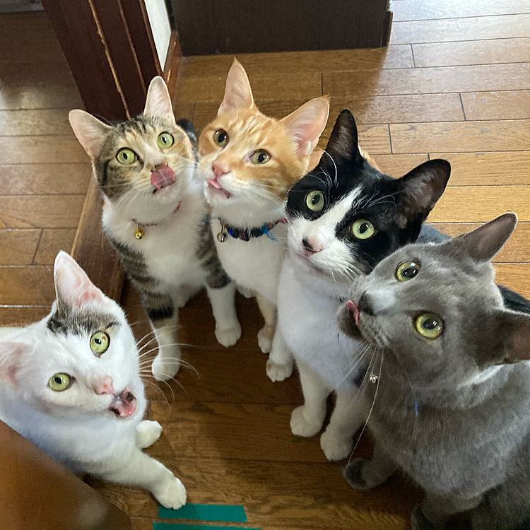 猫草待ち(^◇^;)