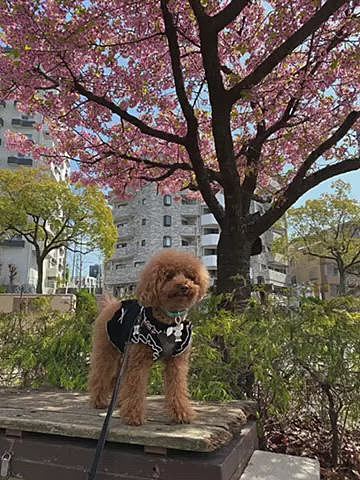 今年は長く桜が楽しめたなぁと思って振り返ってみたら早咲きの桜は3月17日に見に行っていたので3週間ほど楽しめました🌸
ただ残念なのはトリミングに行けずボサボサ期だったハッピー💦
15日に5回目の家族記念日を迎えるし、本当は4月上旬にお願いしたかったのですが知人のトリマーさんの都合で18日以降しか無理との事で20日に予約したので犬生最大のボサボサです😅