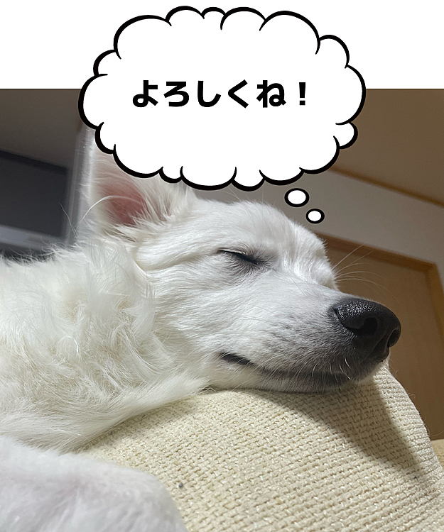 おはようございます！
はじめまして！れいです！
可愛いうちの子をよろしくお願いします🎶