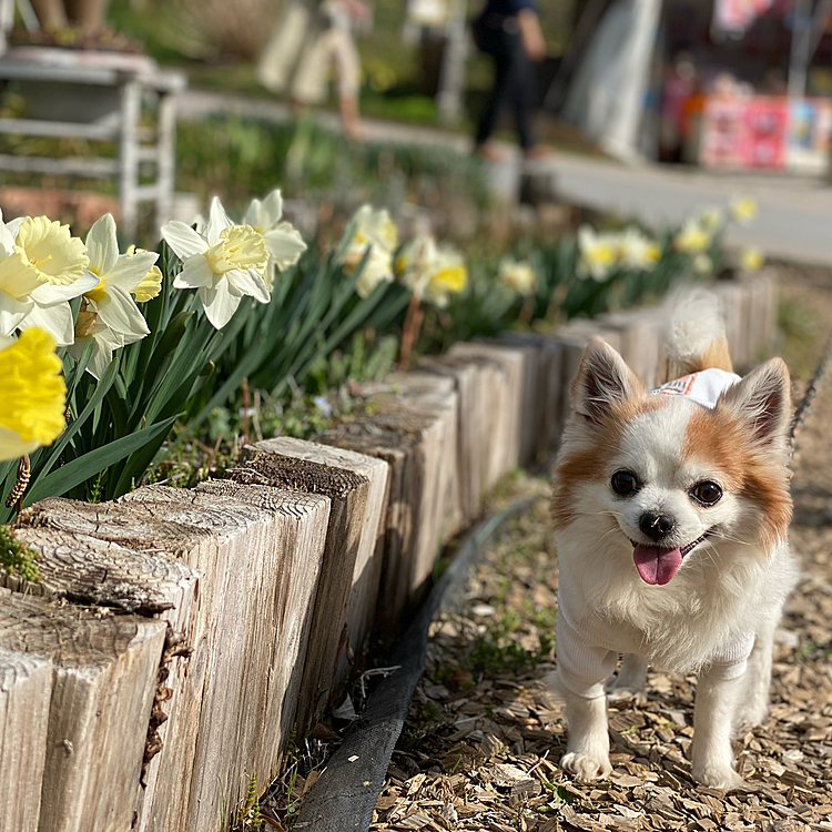 福島いってきました🌸