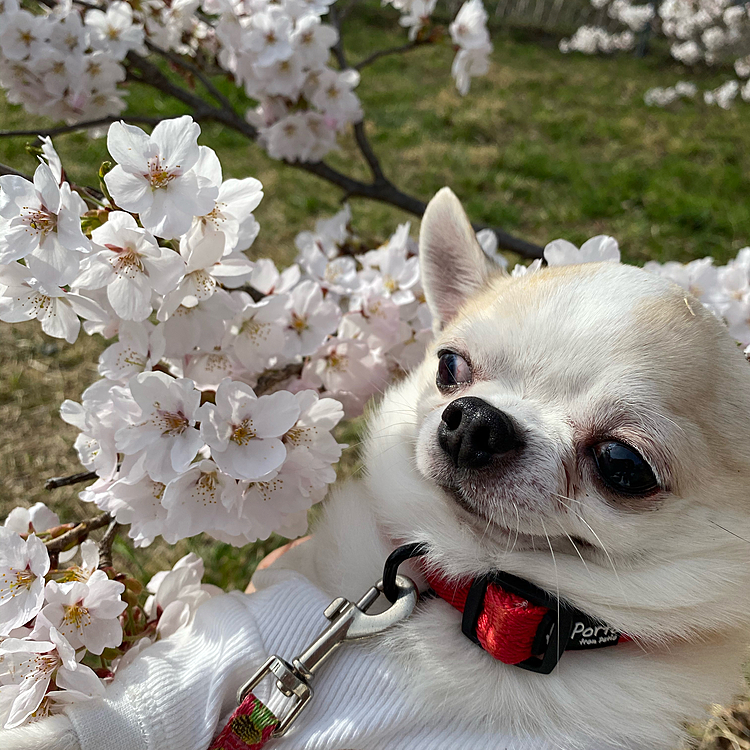桜綺麗だった🌸