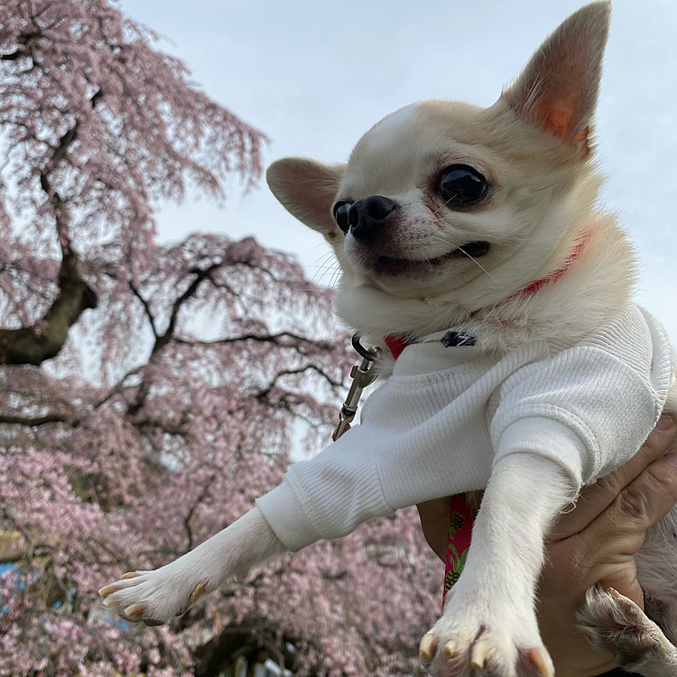 チワワママの投稿