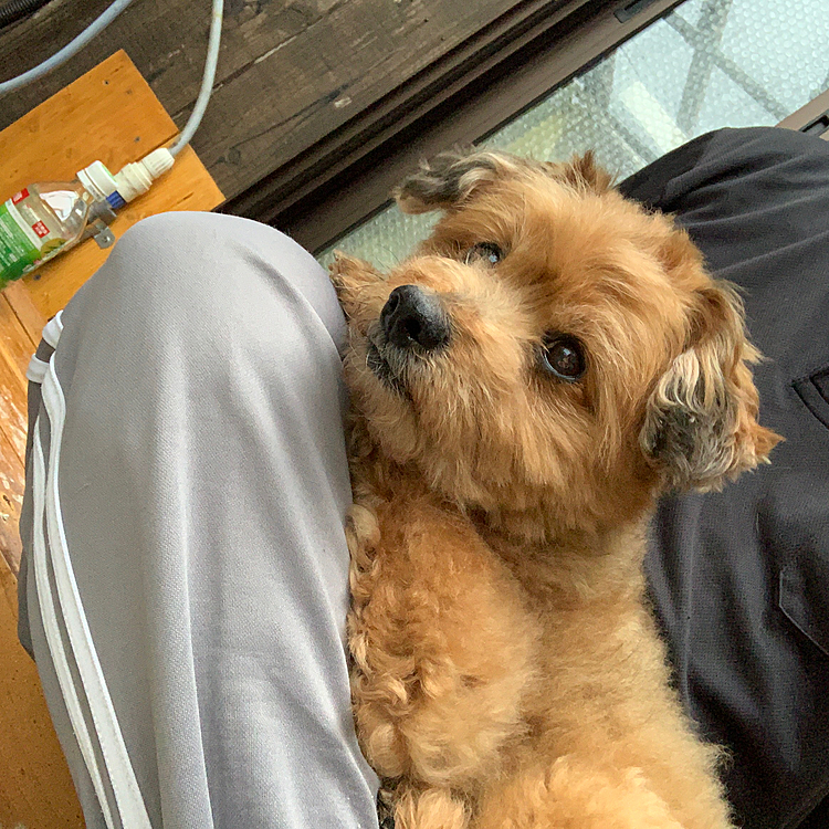 早く帰ってきたオヤジの膝の上で休憩
庭きれいに改修してもらってはしゃぎすぎてお疲れのほくとさん