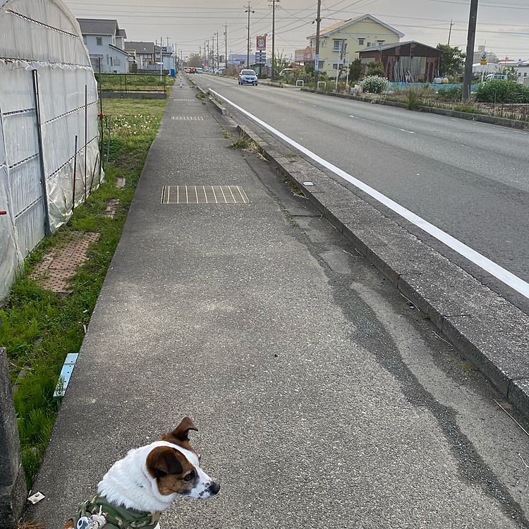 雨が上がって、散歩に❣️